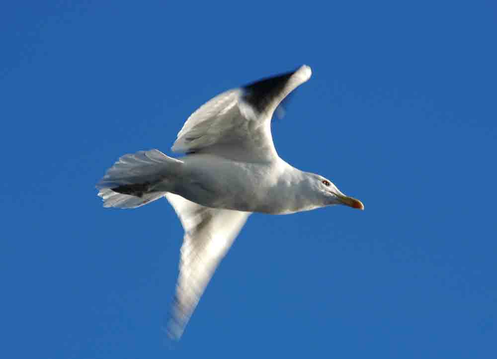 Gaviota - Ushuaia - Argentina 6.jpg